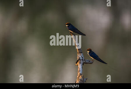 Deux hirondelles assis sur un rondin de bois dans une zone humide pendant le coucher du soleil Banque D'Images