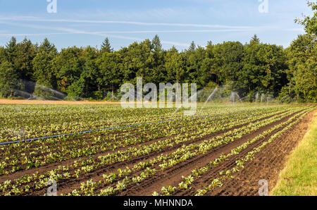 Champ de fraises avec de l'irrigation en Allemagne Banque D'Images