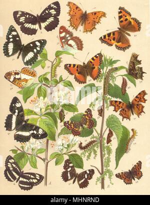 Les papillons.Nymphalidae;Amiral allemand.Côté ;.Méditerranée;carte;indien 1903 Banque D'Images
