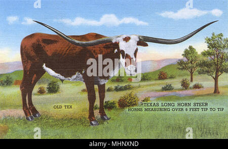 Livret de cartes postales, Old Tex, long Horn Steer, Texas, États-Unis Banque D'Images