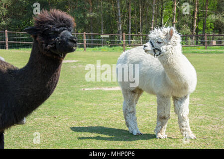 Deux alpagas debout sur un vert Pâturage - white alpaca et chef de l'un brun Banque D'Images