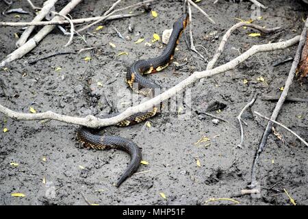 Texas Snake Banque D'Images