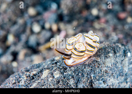 Faire greenamyeri donut coloré détail macro close up nudibranche plongée en Indonésie Bali Banque D'Images