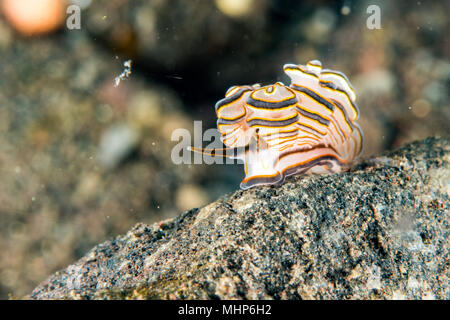 Faire greenamyeri donut coloré détail macro close up nudibranche plongée en Indonésie Bali Banque D'Images