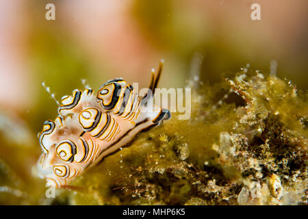 Faire greenamyeri donut coloré détail macro close up nudibranche plongée en Indonésie Bali Banque D'Images