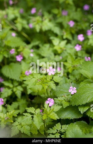 Geranium robertianum. Herb Robert fleur. Banque D'Images