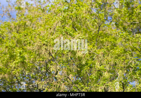 Quercus robur. Oak tree la floraison au printemps. Banque D'Images