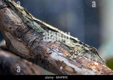 L'Uroplatus sikorae madagascar gecko endémiques macro Banque D'Images
