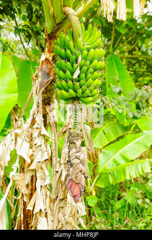 Bande de bananes plantain vert sur l'arbre. La banane plantain est une délicatesse fruit commun dans le régime alimentaire de l'Amérique latine Banque D'Images