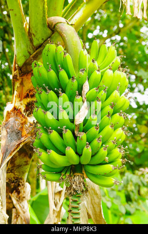 Bande de bananes plantain vert sur l'arbre. La banane plantain est une délicatesse fruit commun dans le régime alimentaire de l'Amérique latine Banque D'Images