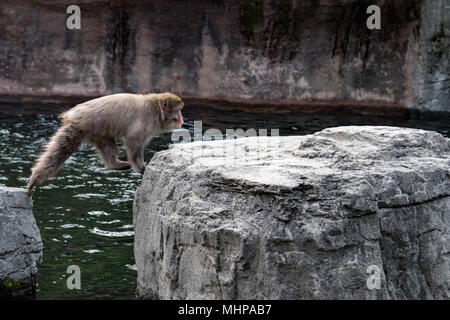 Portrait singe macaque japonais sautant sur les rochers Banque D'Images