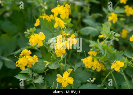 Chelidonium majus grande chélidoine ou tetterwort, usine de fines herbes fleurs jaune Banque D'Images