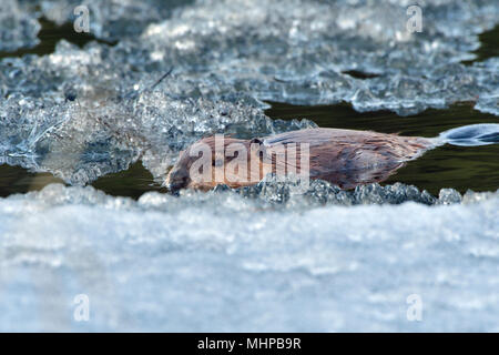 Un sauvage castor (Castor canadensis), l'étude de l'eau libre entre la glace couvrant une grande partie de son étang de castors à la mi-avril, près de Hinton, Alberta, Canada. Banque D'Images