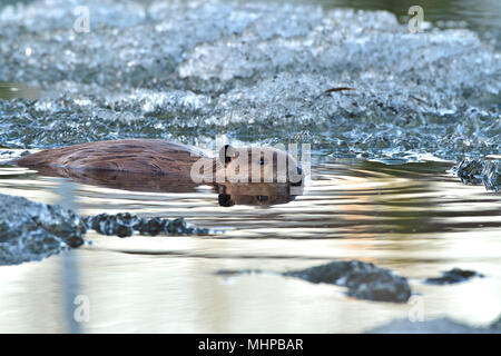 Un sauvage castor (Castor canadensis), l'étude de l'eau libre entre la glace couvrant une grande partie de son étang de castors à la mi-avril, près de Hinton, Alberta, Canada. Banque D'Images