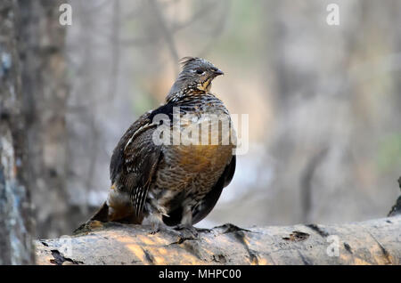 Une gélinotte huppée (Bonasa umbellus), perché sur un journal territorial avec le soleil qui brille sur ses plumes brest dans la forêt de l'Alberta Canada Banque D'Images