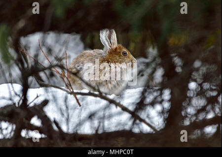 Un lièvre d'Amérique (Lepus americanus), c'est changer la couleur de la fourrure se cacher dans l'épaisseur des branches dans les régions rurales de l'Alberta Canada Banque D'Images