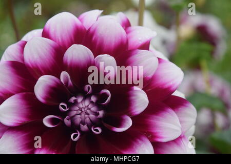 Flower Power Banque D'Images