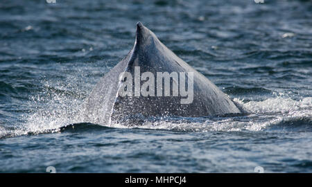 Baleine à bosse (Megaptera novaeangliae) violer en Colombie-Britannique Canada Banque D'Images