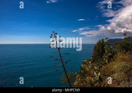 La côte des Cinque Terre en direction nord depuis la Terrazza Santa Maria, Corniglia, ligurie, italie Banque D'Images