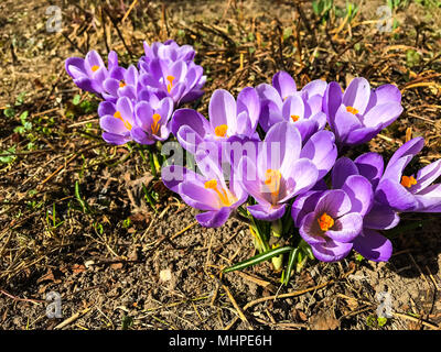 Premier crocus de plus en plus tôt au printemps de la terre. Studio Photo Banque D'Images