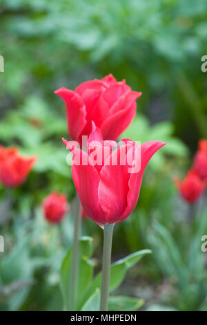 Tulipa 'Pretty Woman' fleurs. Banque D'Images