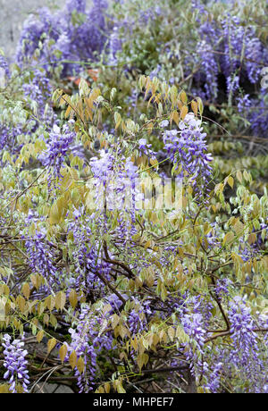 Wisteria sinensis fleurs. Banque D'Images