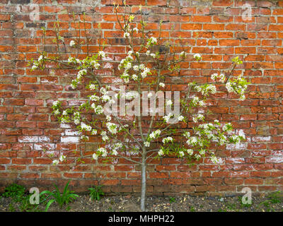 Un pommier l'espalier en fleurs sur un mur de brique au patrimoine dans un jardin clos à Preston Park Museum Banque D'Images