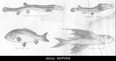 Le poisson. Cyprinus abdominales. S/n. Loach fouisseurs- eye ; Flying 1880 Carp ; Banque D'Images