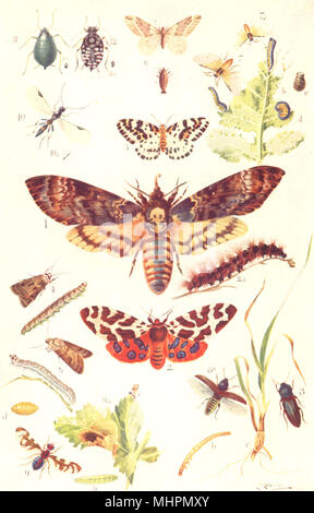 Les INSECTES. Tête de mort, de Cœur et de Magpie Tiger Moth Mars 1912 Dart ancien imprimer Banque D'Images