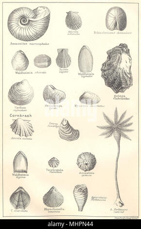 Les fossiles de la forêt oolithique inférieur.En Bradford Clay.Mollusques.1880 STANFORD Banque D'Images