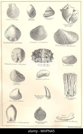 Fossiles britanniques. Oolithique inférieur, grande Oolite, Stonesfield ardoise. 1880 STANFORD Banque D'Images
