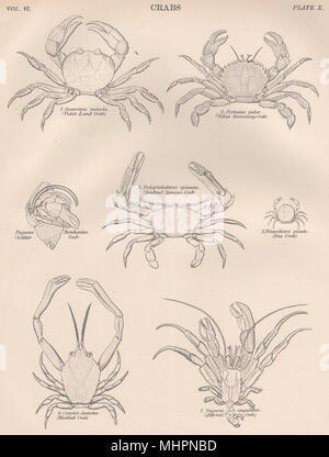 Violet velours Terres CRABE Sentinelle natation l'apophyse Pois Ermite 1898 Soldat masqué Banque D'Images