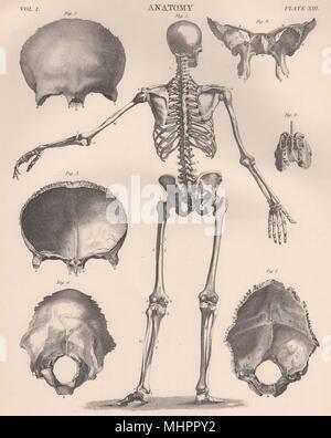 Squelette humain de l'arrière. L'anatomie. Crâne. BRITANNICA 1898 vieux ancien Banque D'Images