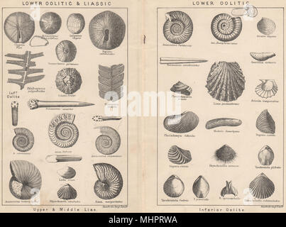 Fossiles britanniques. Lias inférieur et oolithique. Oolithique inférieur. 1913 STANFORD imprimer Banque D'Images