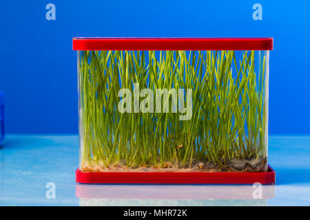 Plantes génétiquement modifiées dans un laboratoire scientifique des plantes OGM dans le laboratoire Banque D'Images