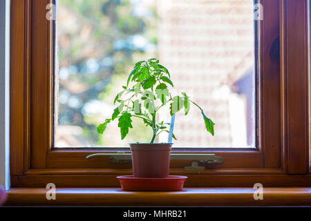 Plante de tomate poussant sur un seuil de fenêtre. Banque D'Images