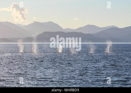 L'observation des baleines en soirée - Baleines à bosse dans la baie Auke au large de la côte de Juneau, Alaska Banque D'Images