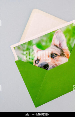 Enveloppe verte imprimée avec photographie d'un cute funny portrait de chien berger allemand sur un fond bleu clair. Vue verticale. Banque D'Images