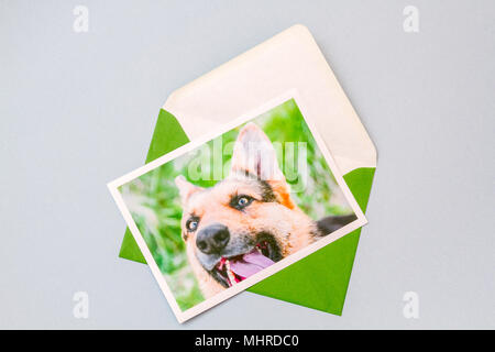 Enveloppe verte imprimée avec photographie d'un portrait de chien berger allemand sur un fond bleu clair. Banque D'Images