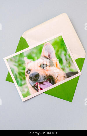 Enveloppe verte imprimée avec photographie d'un cute funny portrait de chien berger allemand sur un fond bleu clair. Vue verticale. Banque D'Images