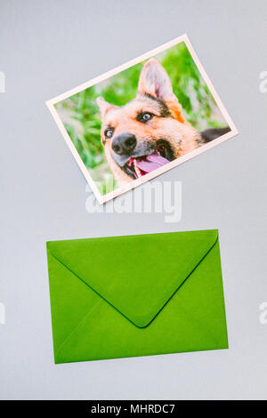 Enveloppe verte imprimée avec photographie d'un cute funny portrait de chien berger allemand sur un fond bleu clair. Vue verticale. Banque D'Images