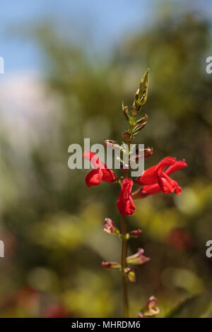 Salvia rouge 'Phyllis fancy' fleur fleurs dans un jardin à Naples, Floride Banque D'Images