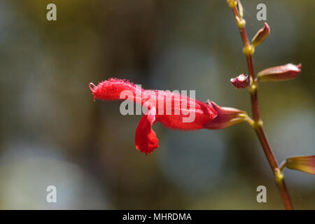 Salvia rouge 'Phyllis fancy' fleur fleurs dans un jardin à Naples, Floride Banque D'Images