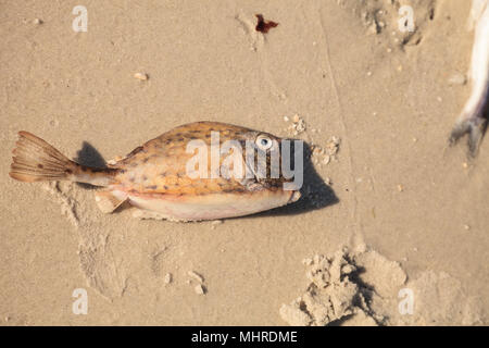 Griffonné cowfish quadricornis Acanthostracion qui a succombé à la marée rouge sur la plage de Naples à Naples, en Floride, au printemps. Banque D'Images