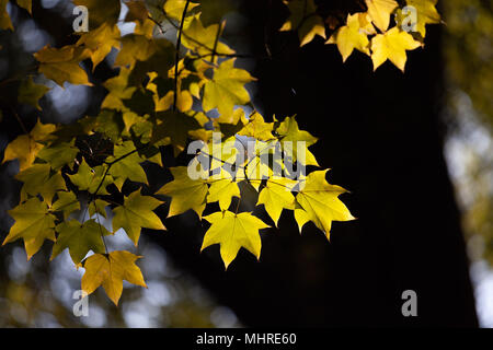 Feuilles d'automne, illuminé par la lumière du soleil Banque D'Images
