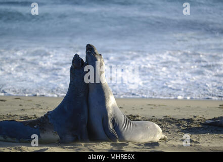 San Simeon, en Californie, USA. 19 mai, 2013. Les éléphants de mer, Mirounga angustirostris, se rassemblent à la colonie de Piedras Blancas sur le San Simeon, California coast le 19 mai 2013. Credit : Crédit : /ZUMA Wire/Alamy Live News Banque D'Images