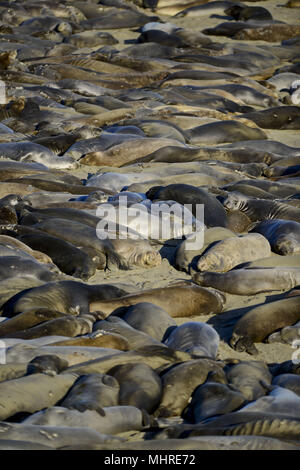 San Simeon, en Californie, USA. 19 mai, 2013. Les éléphants de mer, Mirounga angustirostris, se rassemblent à la colonie de Piedras Blancas sur le San Simeon, California coast le 19 mai 2013. Credit : Crédit : /ZUMA Wire/Alamy Live News Banque D'Images