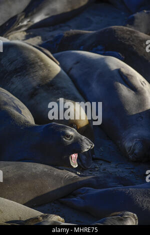 San Simeon, en Californie, USA. 19 mai, 2013. Les éléphants de mer, Mirounga angustirostris, se rassemblent à la colonie de Piedras Blancas sur le San Simeon, California coast le 19 mai 2013. Credit : Crédit : /ZUMA Wire/Alamy Live News Banque D'Images