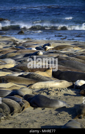 San Simeon, en Californie, USA. 19 mai, 2013. Les éléphants de mer, Mirounga angustirostris, se rassemblent à la colonie de Piedras Blancas sur le San Simeon, California coast le 19 mai 2013. Credit : Crédit : /ZUMA Wire/Alamy Live News Banque D'Images