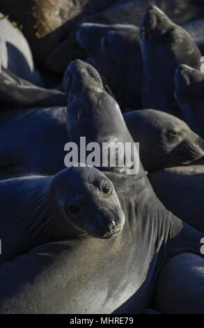 San Simeon, en Californie, USA. 19 mai, 2013. Les éléphants de mer, Mirounga angustirostris, se rassemblent à la colonie de Piedras Blancas sur le San Simeon, California coast le 19 mai 2013. Credit : Crédit : /ZUMA Wire/Alamy Live News Banque D'Images